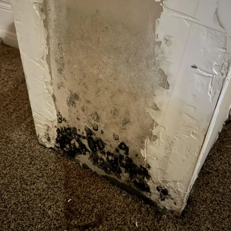 Professional Mold Removal in La Jolla, CA